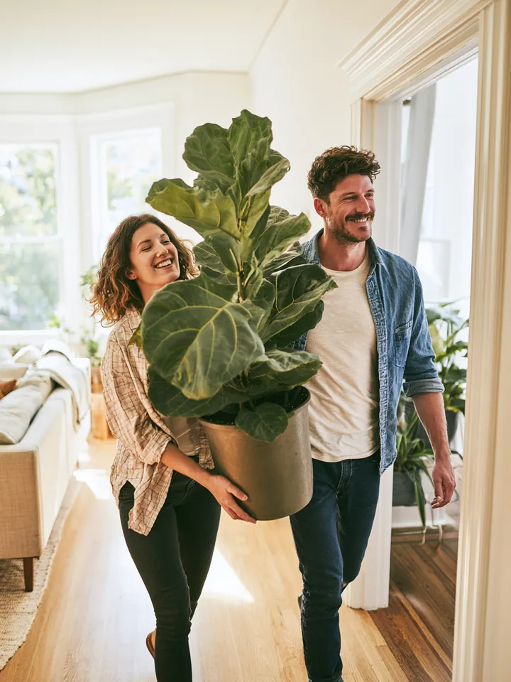 Young couple carrying a potted fiddle-leaf fig into their sunlit new apartment after moving