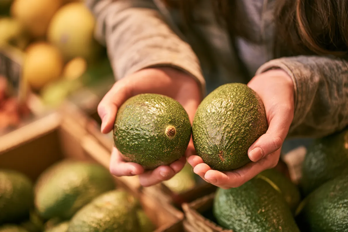 Hands comparing two avocados at a grocery display, like weighing two Willow Lake Loan offers side by side